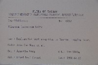 呂宋莢迷藏品圖，第2張