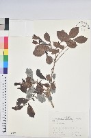 細葉饅頭果藏品圖，第1張