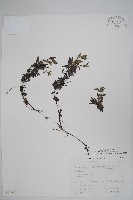 梓木草藏品圖，第1張