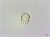 梓木草藏品圖，第2張