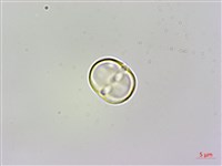 梓木草藏品圖，第4張