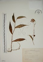 臺灣油點草藏品圖，第1張