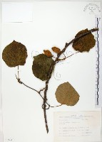 臺灣羊桃藏品圖，第1張