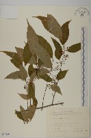 佩羅特木藏品圖，第1張