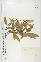 臺灣胡頹子藏品圖，第1張