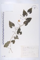 青牛膽藏品圖，第1張