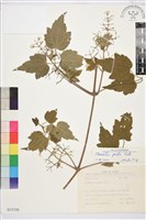 串鼻龍藏品圖，第1張