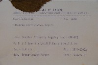 紅子莢迷、新高山莢迷藏品圖，第2張