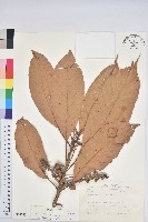 大葉石櫟藏品圖，第1張