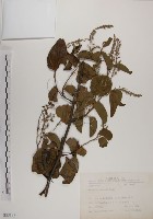 菊花木藏品圖，第1張