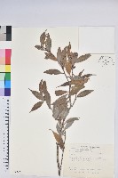 珍珠花、長尾葉越橘藏品圖，第1張