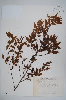 阿里山千金榆藏品圖，第1張