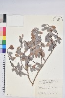 凹葉越橘藏品圖，第1張