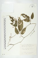 絞股藍藏品圖，第1張