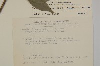 菱葉衛矛藏品圖，第2張