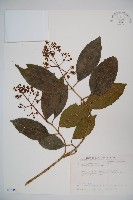 珊瑚樹藏品圖，第1張