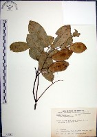 疏花魚藤藏品圖，第1張