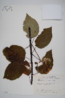 闊葉獼猴桃藏品圖，第1張