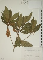 貝木藏品圖，第1張