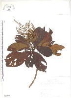 呂宋水錦樹藏品圖，第1張