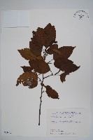 臺灣赤楊、臺灣榿木藏品圖，第1張