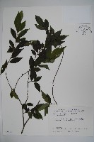 密毛假黃楊藏品圖，第1張