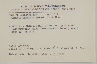 厚葉衛矛藏品圖，第2張