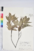 青剛櫟、鐵椆藏品圖，第1張