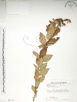 臺灣繡線菊藏品圖，第1張