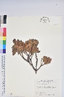 臺灣馬醉木藏品圖，第1張