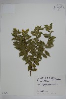 苗栗冬青藏品圖，第1張