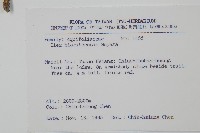 苗栗冬青藏品圖，第2張