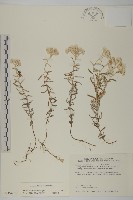 玉山抱莖籟簫藏品圖，第1張