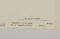 玉山抱莖籟簫藏品圖，第3張