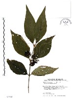 杜虹花，台灣紫珠藏品圖，第1張