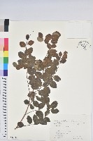 紅仔珠藏品圖，第1張