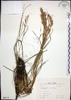 扭鞘香茅藏品圖，第1張