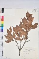 赤柯、赤椆、森氏櫟藏品圖，第1張