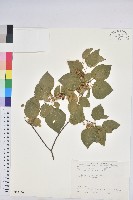 扛香藤藏品圖，第1張