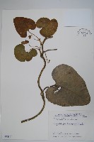 琉球馬兜鈴藏品圖，第1張