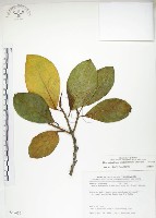 大冇榕、稜果榕藏品圖，第1張