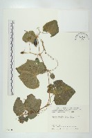 登錄號:S035460藏品圖，第1張