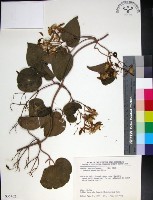 麥氏鐵線蓮藏品圖，第1張