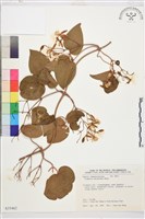 麥氏鐵線蓮藏品圖，第2張