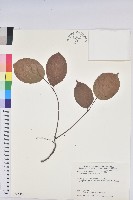 茄苳、重陽木藏品圖，第1張