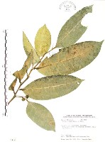 白肉榕、島榕藏品圖，第1張