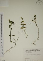 爵床藏品圖，第1張