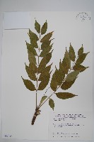 木蠟樹、山漆藏品圖，第1張