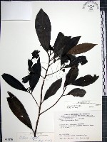 樹杞藏品圖，第1張