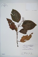 日本莢迷藏品圖，第1張